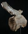 Diplodocus Caudal Vertebra - Dana Quarry, Wyoming #10149-3